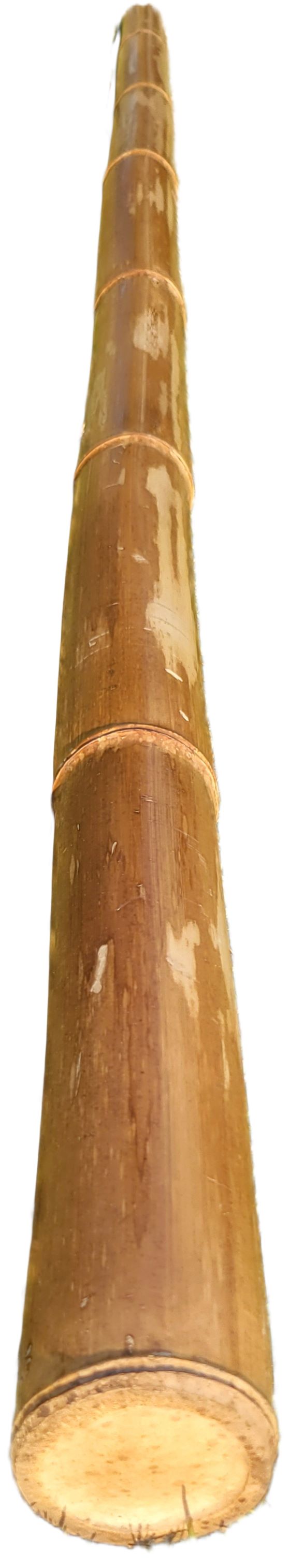 Natural Bamboo Poles, 2.5"- 3" Large and Extra-Large Bamboo Poles, Bamboo for Indoor and Outdoor, 3ft, 4ft, 5ft, 6ft, 7ft, 8ft Lengths, Flame Cured, Bamboo, Big Bamboo Decor