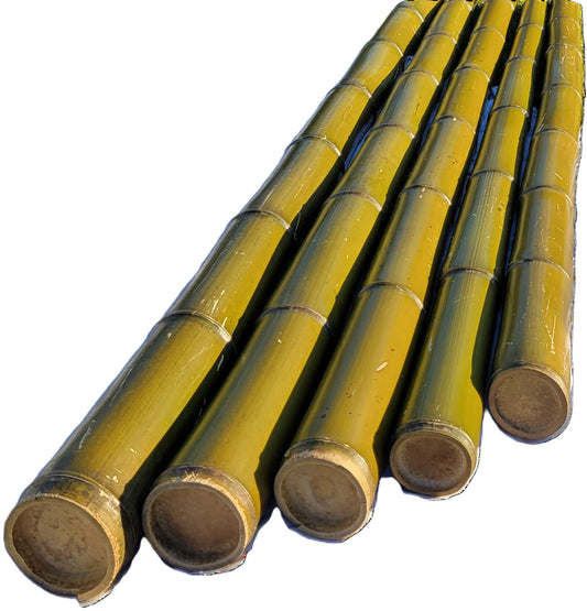 Green Bamboo Poles, 2.5"-3" Fresh Cut, Large and Extra-Large Bamboo Poles, Bamboo for Indoor and Outdoor, 3ft, 4ft, 5ft, 6ft, 7ft, 8ft Lengths, Flame Cured, Bamboo, Big Bamboo Decor