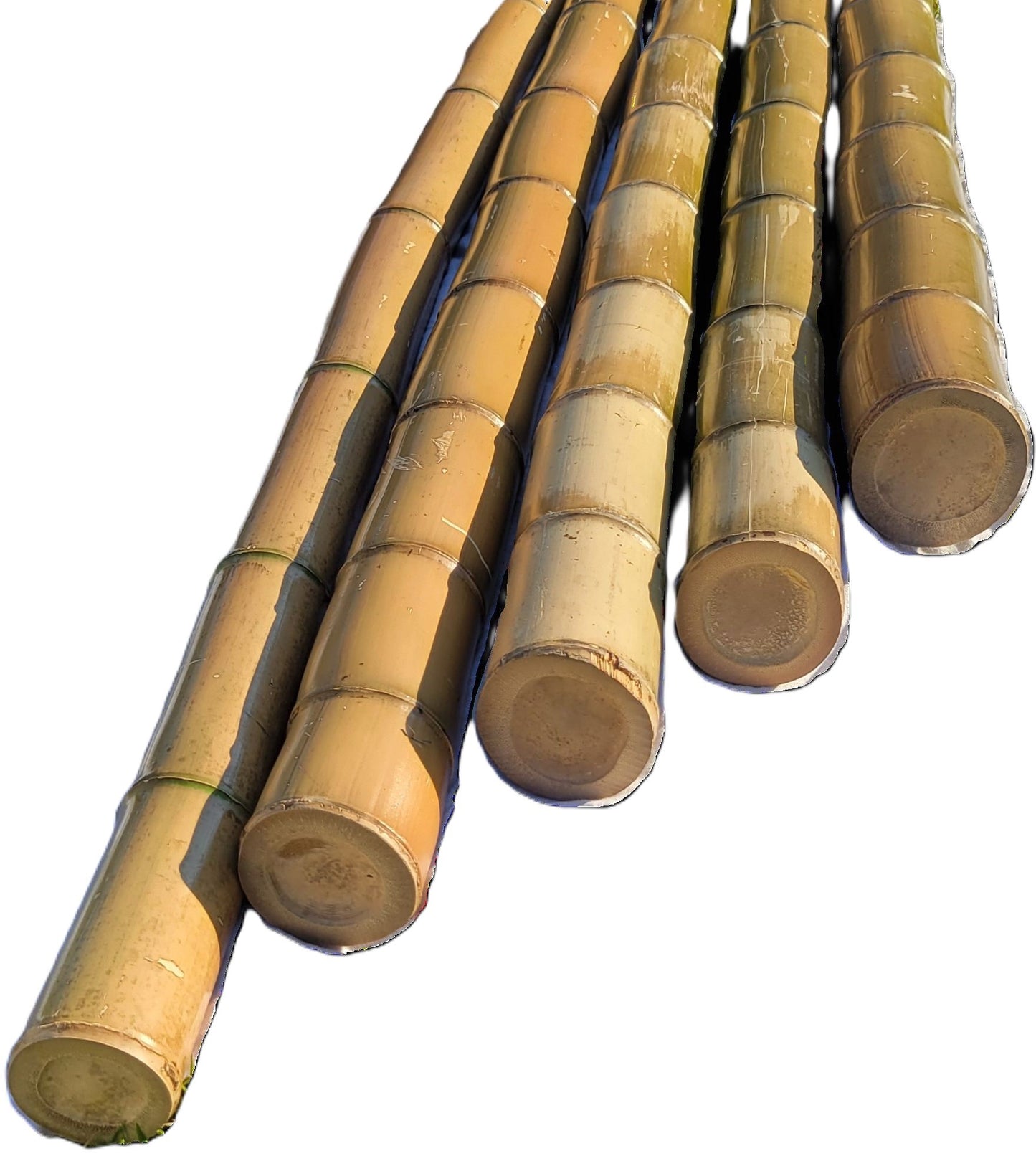 Green/Brown Bamboo Poles, 3.5"-4" Fresh Cut, Large and Extra-Large Bamboo Poles, Bamboo for Indoor and Outdoor, 3ft, 4ft, 5ft, 6ft, 7ft, 8ft Lengths, Flame Cured, Bamboo, Big Bamboo Decor