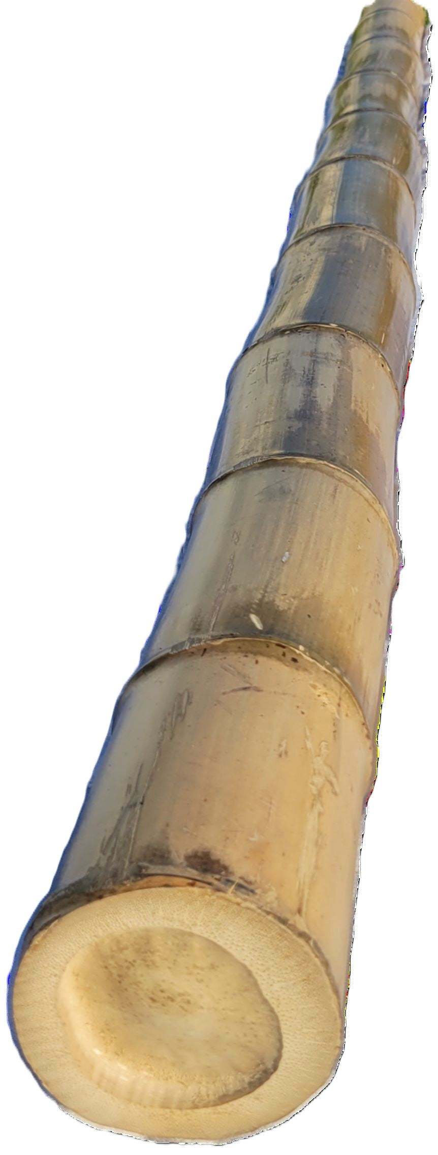 Green/Brown Bamboo Poles, 3.5"-4" Fresh Cut, Large and Extra-Large Bamboo Poles, Bamboo for Indoor and Outdoor, 3ft, 4ft, 5ft, 6ft, 7ft, 8ft Lengths, Flame Cured, Bamboo, Big Bamboo Decor